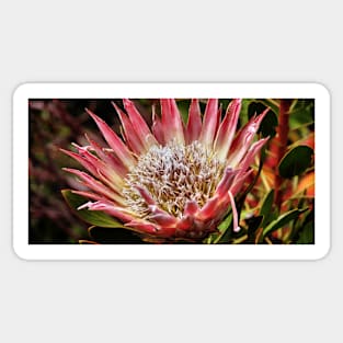 King Protea, Kirstenbosch  Gardens, South Africa Sticker